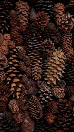 The Dark Woods Solstice Advent