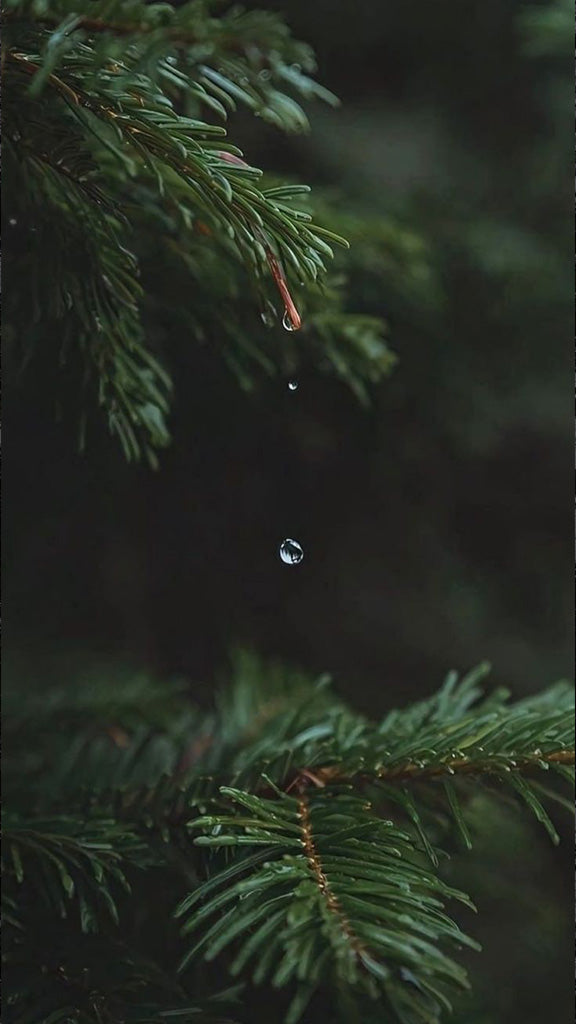 The Dark Woods Solstice Advent